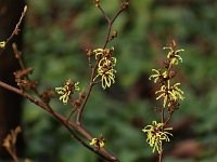 Hamamelis Moonlight 2016 01 23 9129